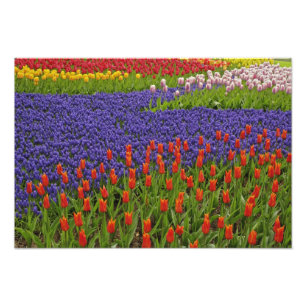 Pattern of tulips and grape hyacinth flowers, 2 photo print