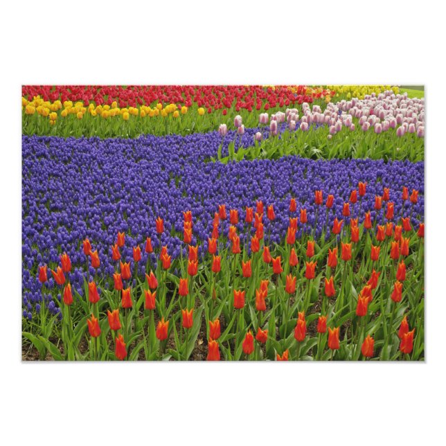 Pattern of tulips and grape hyacinth flowers, 2 photo print (Front)