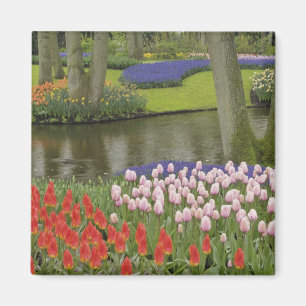 Pattern of tulips and grape hyacinth flowers, magnet