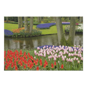 Pattern of tulips and grape hyacinth flowers, photo print