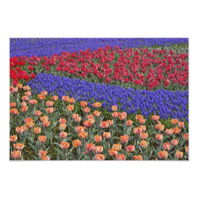 Pattern of tulips and Grape Hyacinth flowers, Photo Print (Front)