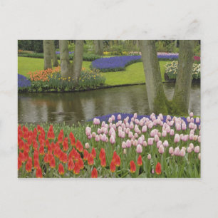 Pattern of tulips and grape hyacinth flowers, postcard