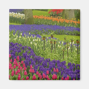 Pattern of tulips hyacinth, and Grape Hyacinth Magnet