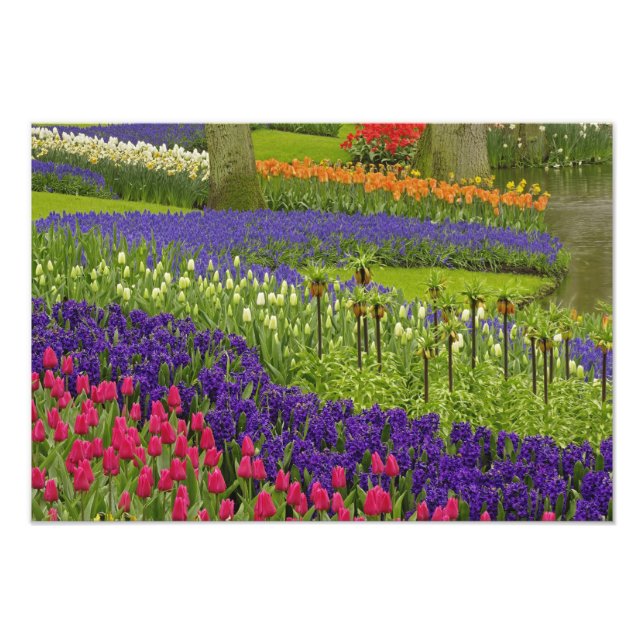 Pattern of tulips hyacinth, and Grape Hyacinth Photo Print (Front)