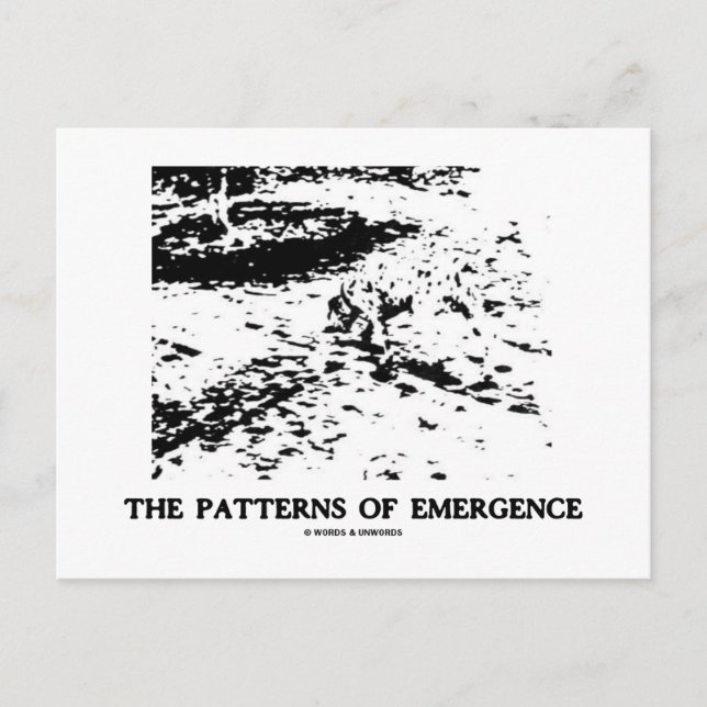 Patterns Of Emergence (Dalmatian Optical Illusion) Postcard (Front)