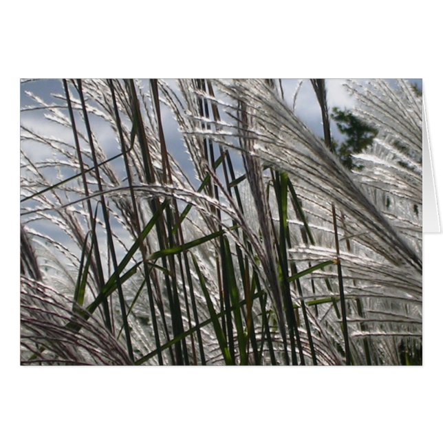 Patterns of Nature (Front Horizontal)