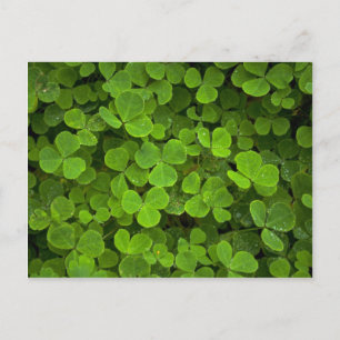 Patterns of nature postcard