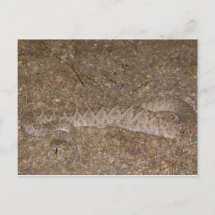 Patti Jares (Wickenburg, AZ) Rattlesnake Bite Postcard