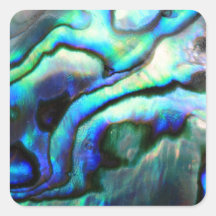 Paua abalone detail
