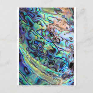 Paua abalone shell detail postcard
