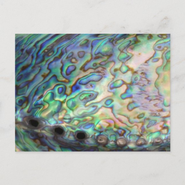 Paua Shell Postcard (Front)