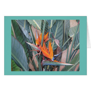 Paul McGehee "Bird of Paradise" Card