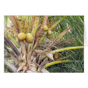 Paul McGehee "Coconuts" Card