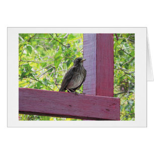 Paul McGehee "Island Visitor" Card