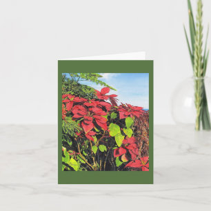 Paul McGehee "Poinsettias" Card