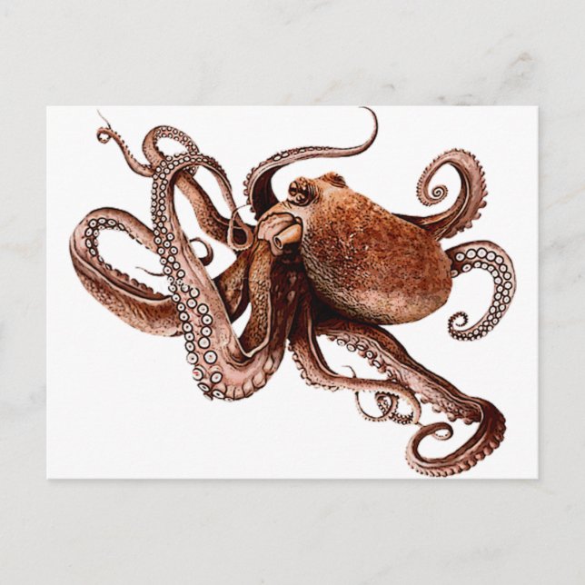 Paul The Octopus Postcard (Front)