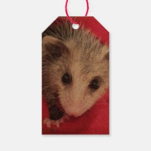 Paulee Possum Gift Tag