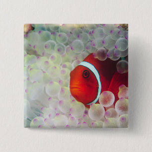 Paupau New Guinea, Great Barrier Reef, 15 Cm Square Badge