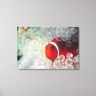 Paupau New Guinea, Great Barrier Reef, Canvas Print