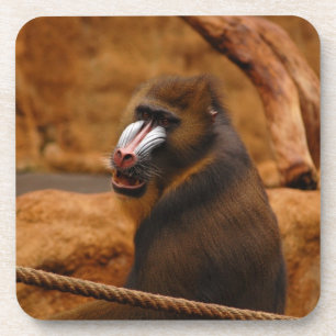Pavian/Baboon Coaster