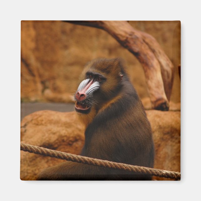Pavian/Baboon Magnet (Front)