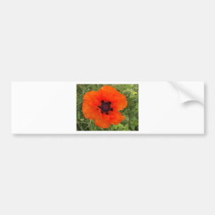 pavot bumper sticker