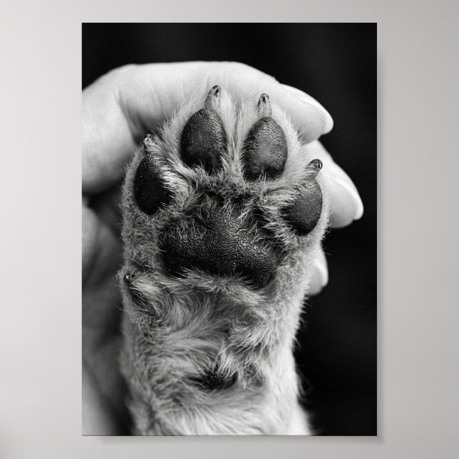 Paw Photo Custom 5 by 7 Photo Pet Keepsake Poster (Front)