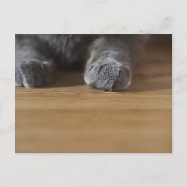 Paws of cat postcard (Front)
