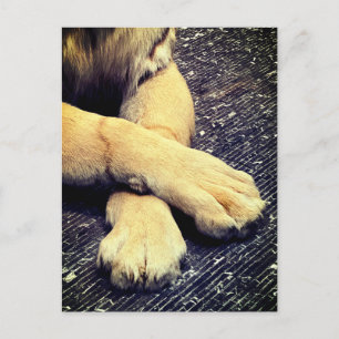 Paws Postcard