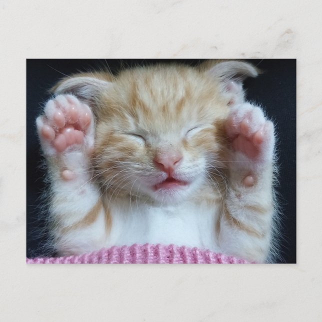 Paws up Kitty Postcard (Front)