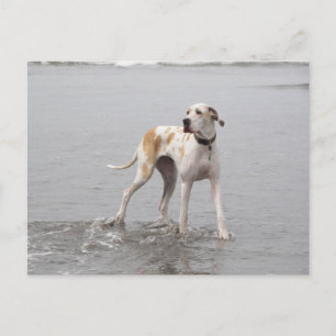 PDXDanes Fynn Postcard 2011