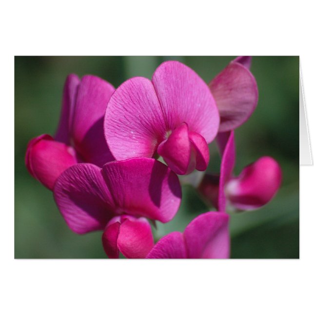 Pea Blossoms (Front Horizontal)