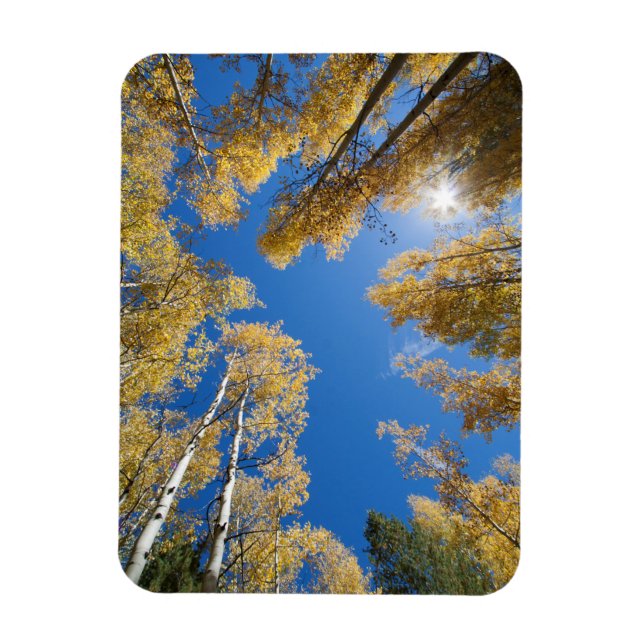 Peace and serenity in the Aspen's Magnet (Vertical)