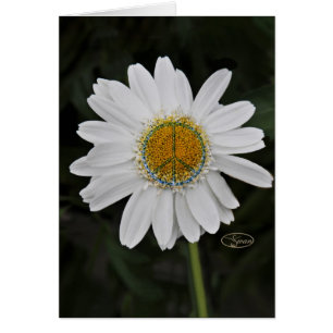 peace daisy
