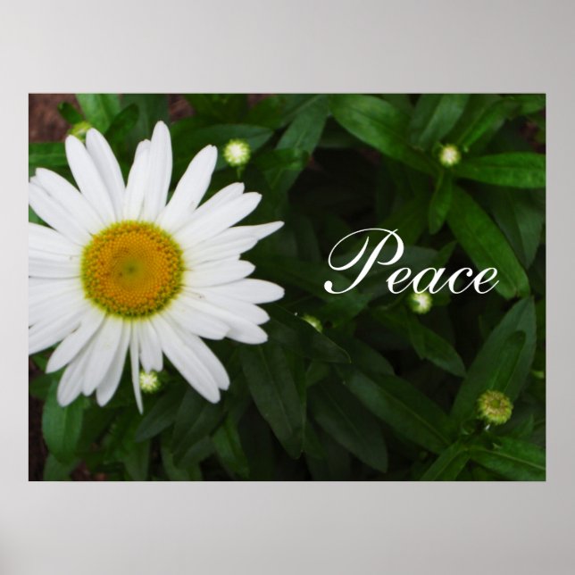 Peace Daisy Print (Front)