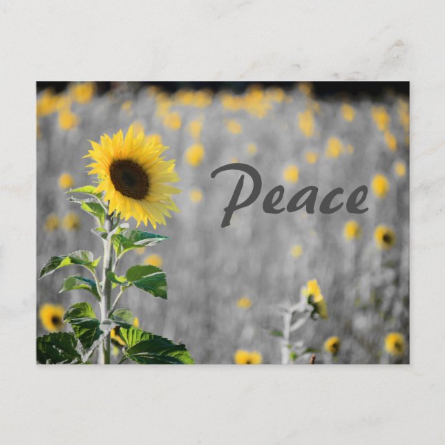 "Peace" Field of Sunflowers, Black & White Postcard (Front)