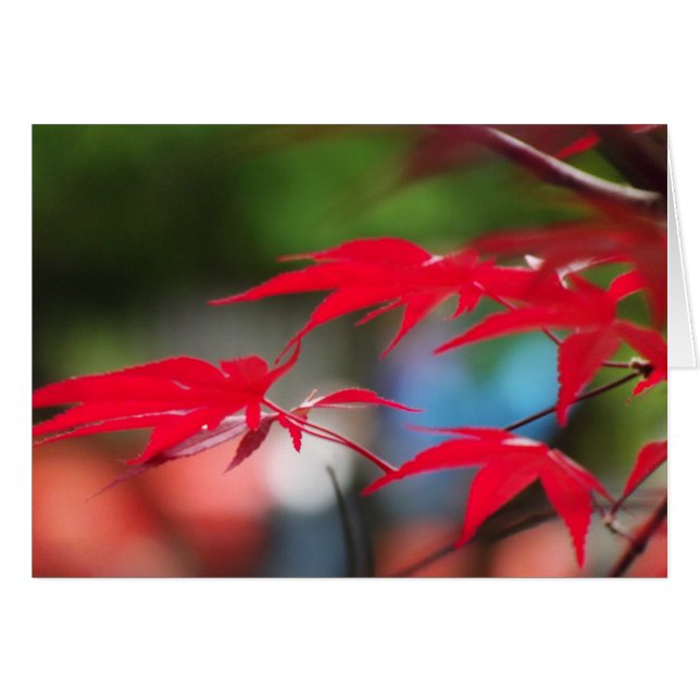 Peace from the Leaves (Front Horizontal)