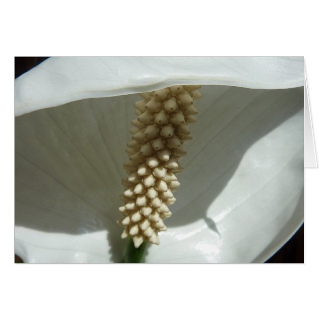 Peace Lily Elegant White Floral (Front Horizontal)