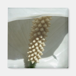 Peace Lily Elegant White Floral Magnet