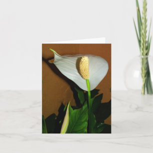 Peace Lily Flower Note Card