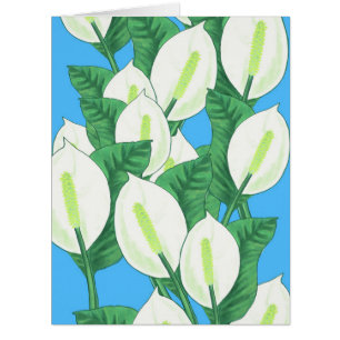 Peace Lily Illustration 