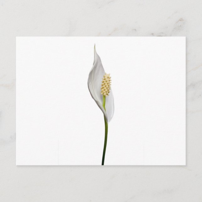 Peace Lily, Spathiphyllum Postcard (Front)