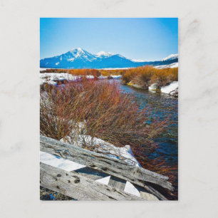 "Peace" Postcard