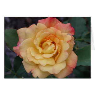 Peace Rose Beautiful Pink and Yellow Floral