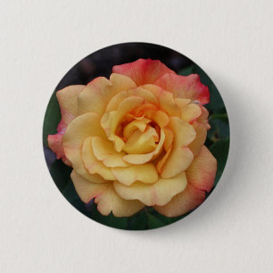 Peace Rose Beautiful Pink and Yellow Floral 6 Cm Round Badge