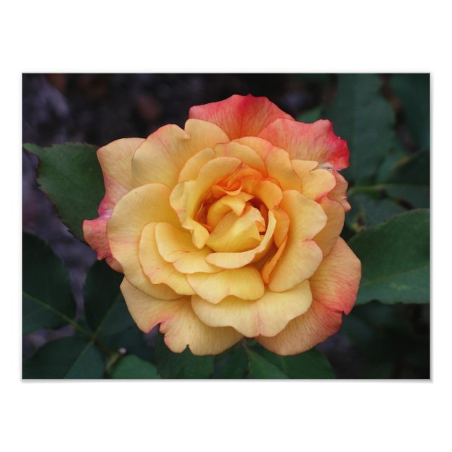 Peace Rose Beautiful Pink and Yellow Floral Photo Print (Front)