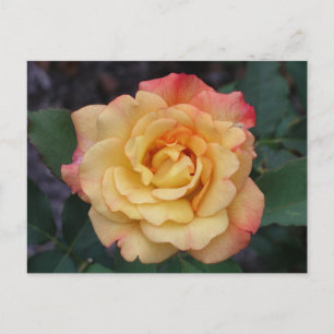 Peace Rose Beautiful Pink and Yellow Floral Postcard