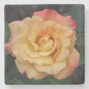 Peace Rose Beautiful Pink and Yellow Floral Stone Coaster