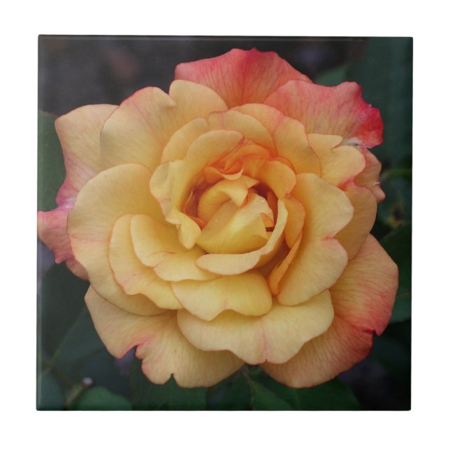 Peace Rose Beautiful Pink and Yellow Floral Tile (Front)