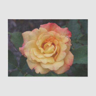 Peace Rose Beautiful Pink and Yellow Floral Tissue Paper